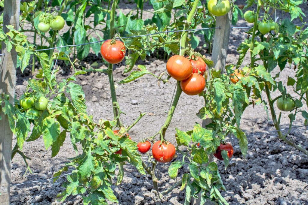 pianta di pomodoro