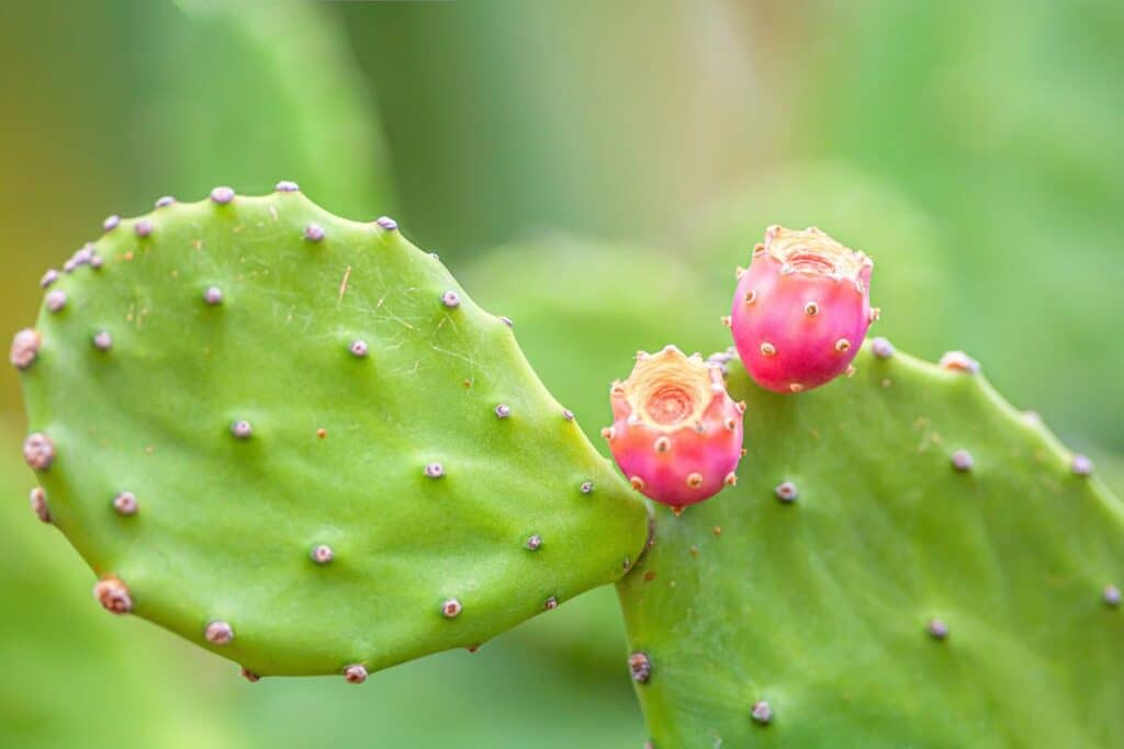 cactus e stimola