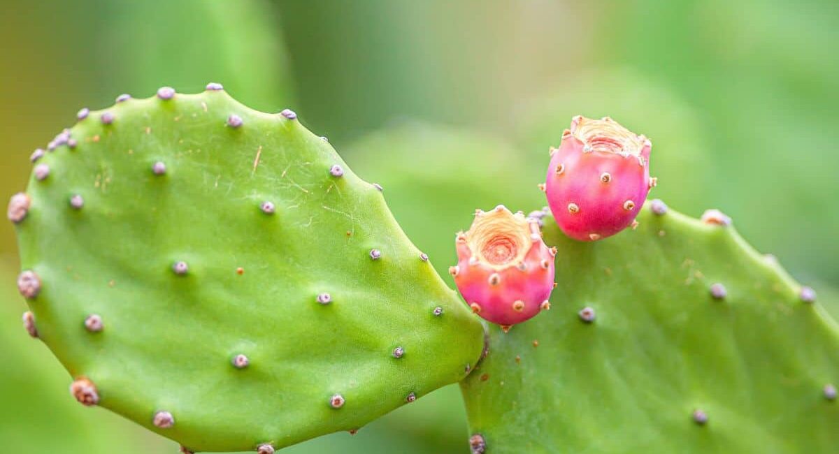 cactus e stimola