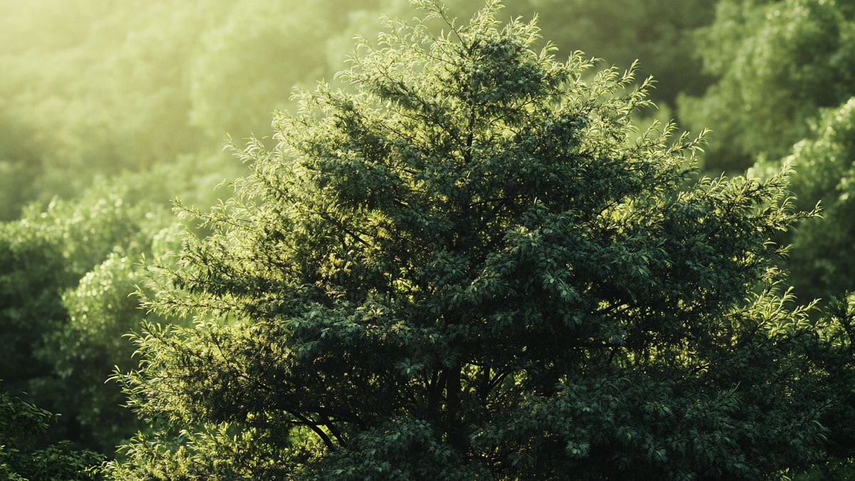 Taxus baccata (Tasso)