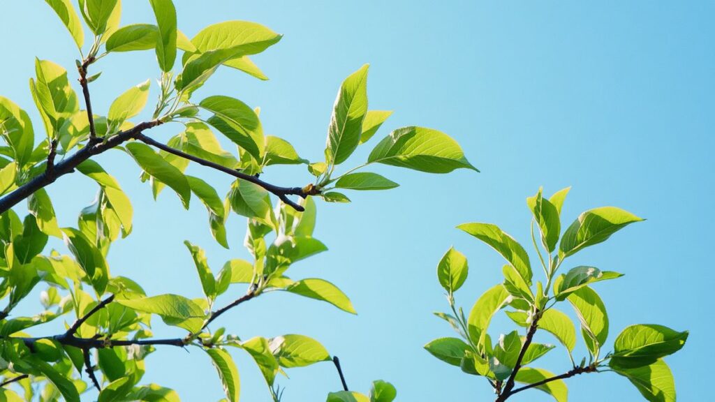 I due alberi dai frutti deliziosi da potare senza eccezioni all'inizio di settembre per un raccolto eccezionale