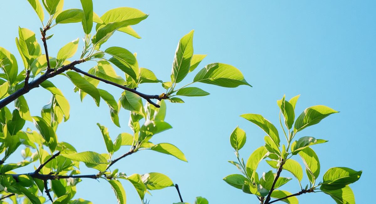 I due alberi dai frutti deliziosi da potare senza eccezioni all'inizio di settembre per un raccolto eccezionale