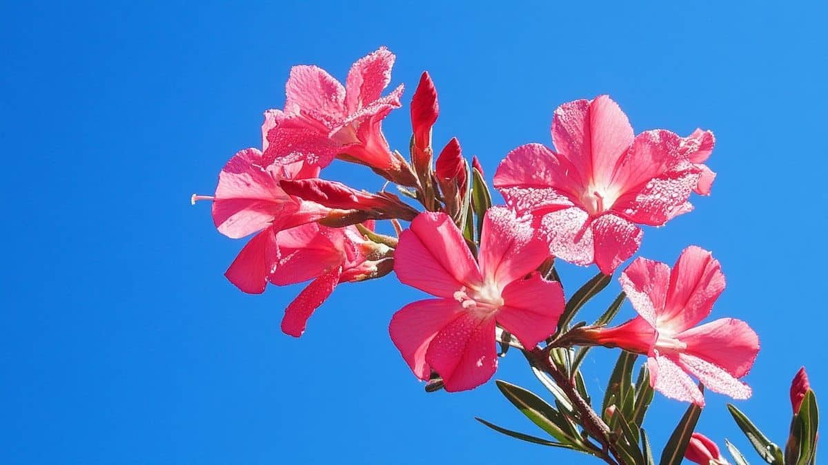 il giardino delle emozioni