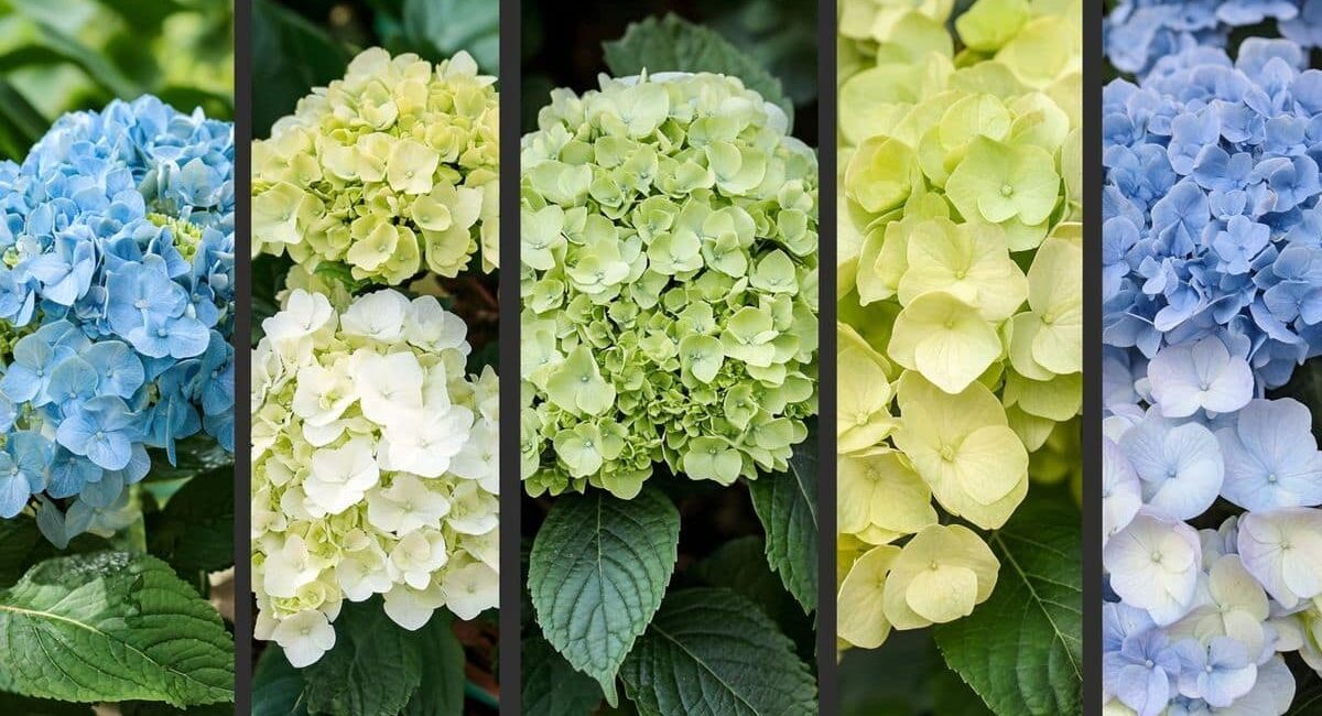 Cappello o stelo? La potatura ideale delle ortensie in autunno per una fioritura straordinaria