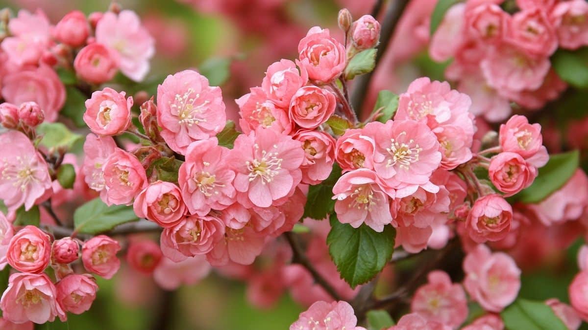 Cinque arbusti essenziali per un inverno fiorito in giardino