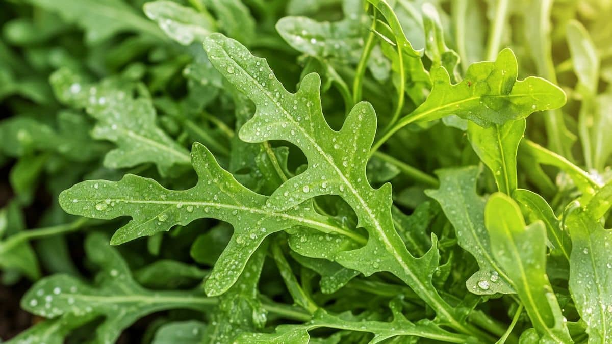 Rucola e claytone: una dose di vivacità