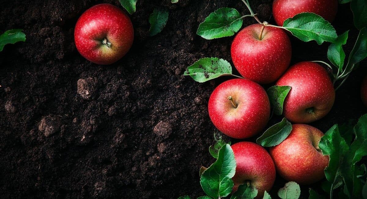 Basta seminare dei semi di mela per ottenere un melo carico di frutti deliziosi? Scopriamo la verità!