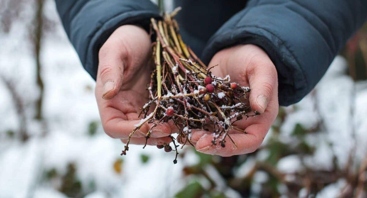 Non lasciare che le rovi prendano il sopravvento questo inverno: ecco un metodo naturale che elimina anche i più ostinati!